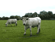 albstedt