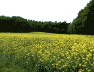 albstedt